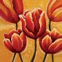 Tulips Close-Up by Beverly Palmer Limited Edition Pricing Art Print