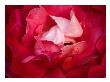 Petal Origami by Charlie Morey Limited Edition Print
