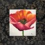 Poppy Flower I by Patricia Quintero-Pinto Limited Edition Print
