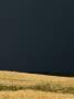 Field Of Grain Is Lit By The Sun Against An Almost-Black Storm Sky, France by Stephen Sharnoff Limited Edition Print