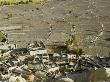 The Rooftops Of Dhi Gaon Village With Terraced Barley Fields, Mustang, Nepal by Stephen Sharnoff Limited Edition Print