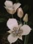 Close-Up Of Pussy-Ears Blossoms And Buds, Oregon by Sylvia Sharnoff Limited Edition Print