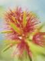 An Exotic Flower by David Loftus Limited Edition Print