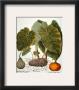 Gourd, Taro, & Pumpkin by Nathaniel Currier Limited Edition Pricing Art Print