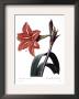Amaryllis by Pierre-Joseph Redoute Limited Edition Print