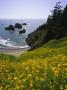 Oregon, Wildflowers And Coastline by Wallace Garrison Limited Edition Print