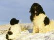 Newfoundland Dog With Puppy In Winter, Usa by Alan And Sandy Carey Limited Edition Print
