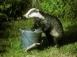 Badger, With Bucket In Garden by David Boag Limited Edition Print