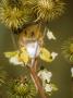 Harvest Mouse On Burdock Stem by David Boag Limited Edition Pricing Art Print