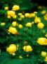 Trollius Europaeus (Globe Flower), Close-Up Of Flowers With Foliage by Pernilla Bergdahl Limited Edition Print