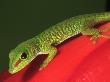 Madagascar Day Gecko by Marian Bacon Limited Edition Pricing Art Print