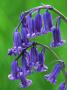 Bluebells, Flowers, Scotland by Niall Benvie Limited Edition Print