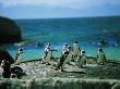 Penguin Colony, Near Cape Town, South Africa by Jacob Halaska Limited Edition Print