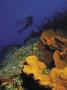 Silhouette Of Diver Above Corals-Cayman by Shirley Vanderbilt Limited Edition Print