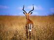 Back Of Male Impala, Nairobi Park, Kenya by Rick Strange Limited Edition Pricing Art Print