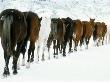 Horses Trudging Through Snow, Co by Joseph B. Rife Limited Edition Print