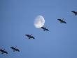 Canada Geese, Branta Canadensis, Flying Past Moon by Ken Wardius Limited Edition Print