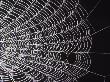 Spider Web by Ted Wilcox Limited Edition Print