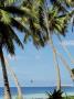 Palm Trees, Bora Bora, Tahiti by Jacob Halaska Limited Edition Pricing Art Print