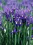 Field Of Purple Dutch Iris by Steve Stroud Limited Edition Print