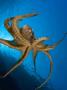 Day Octopus, Hawaii by David B. Fleetham Limited Edition Print