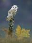 Barn Owl, Adult Perched On Stump, Scotland by Mark Hamblin Limited Edition Print