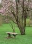 Cherry Tree, Washpark Arboretum, Seattle, Wa by Mark Windom Limited Edition Print