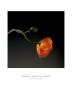 Poppy, C.1988 by Robert Mapplethorpe Limited Edition Pricing Art Print