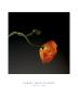 Poppy, C.1988 by Robert Mapplethorpe Limited Edition Print