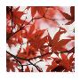 Japanese Maple Leaves by Rob Casey Limited Edition Pricing Art Print