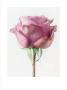 Rose Ii by Howard Sooley Limited Edition Print