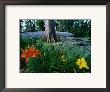 Flowers In Gardens At Magnolia Plantation, Charleston, South Carolina by John Elk Iii Limited Edition Print