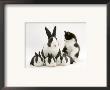 Blue Dutch Rabbit And Four 3-Week Babies And Black-And-White Kitten by Jane Burton Limited Edition Print