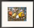Five Canaries Of Different Colours by Reinhard Limited Edition Print