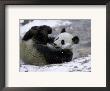 Giant Panda Cub Playing In Snow, Wolong Ziran Baohuqu, Sichuan, China by Keren Su Limited Edition Print