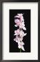 Pink Orchid by Jason Graham Limited Edition Pricing Art Print