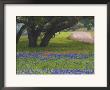 Oak Trees, Blue Bonnets, And Indian Paint Brush, Near Gay Hill, Texas, Usa by Darrell Gulin Limited Edition Print