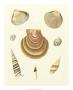 Knorr Shells V by George Wolfgang Knorr Limited Edition Print