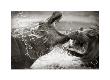 Hippo Battle by Andy Biggs Limited Edition Print
