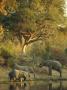 African Elephants At A Water Hole by Beverly Joubert Limited Edition Print