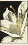 Graphic Lily Iii by Jennifer Goldberger Limited Edition Pricing Art Print
