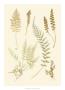 Fern Impressions Iv by Henry Bradbury Limited Edition Print