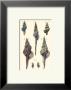 Sea Shells I by Denis Diderot Limited Edition Pricing Art Print