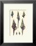 Sea Shells I by Denis Diderot Limited Edition Pricing Art Print