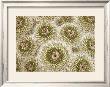 Cactus Spirals by David Cramer Limited Edition Pricing Art Print