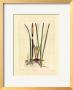 Antique Cattail Ii by Samuel Curtis Limited Edition Print