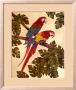 Macaws by Dianne Krumel Limited Edition Pricing Art Print