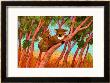 Koalas by John Newcomb Limited Edition Pricing Art Print