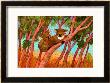 Koalas by John Newcomb Limited Edition Print