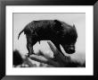 Picture Of A Baby Pig In The Palm Of A Mans Hand by Wallace Kirkland Limited Edition Pricing Art Print